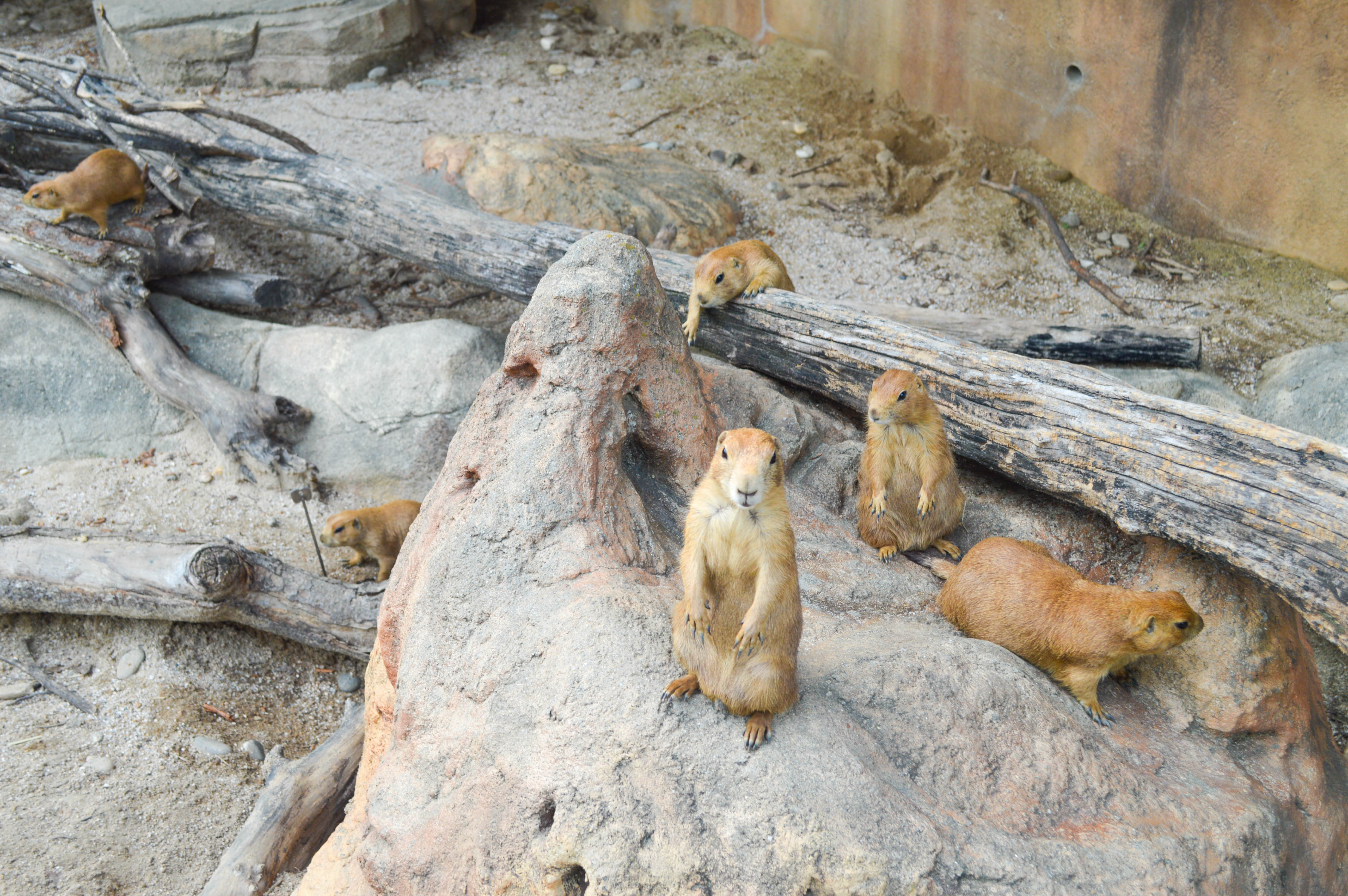 Seoul Grand Park Zoo + Sky Lift Combo Ticket