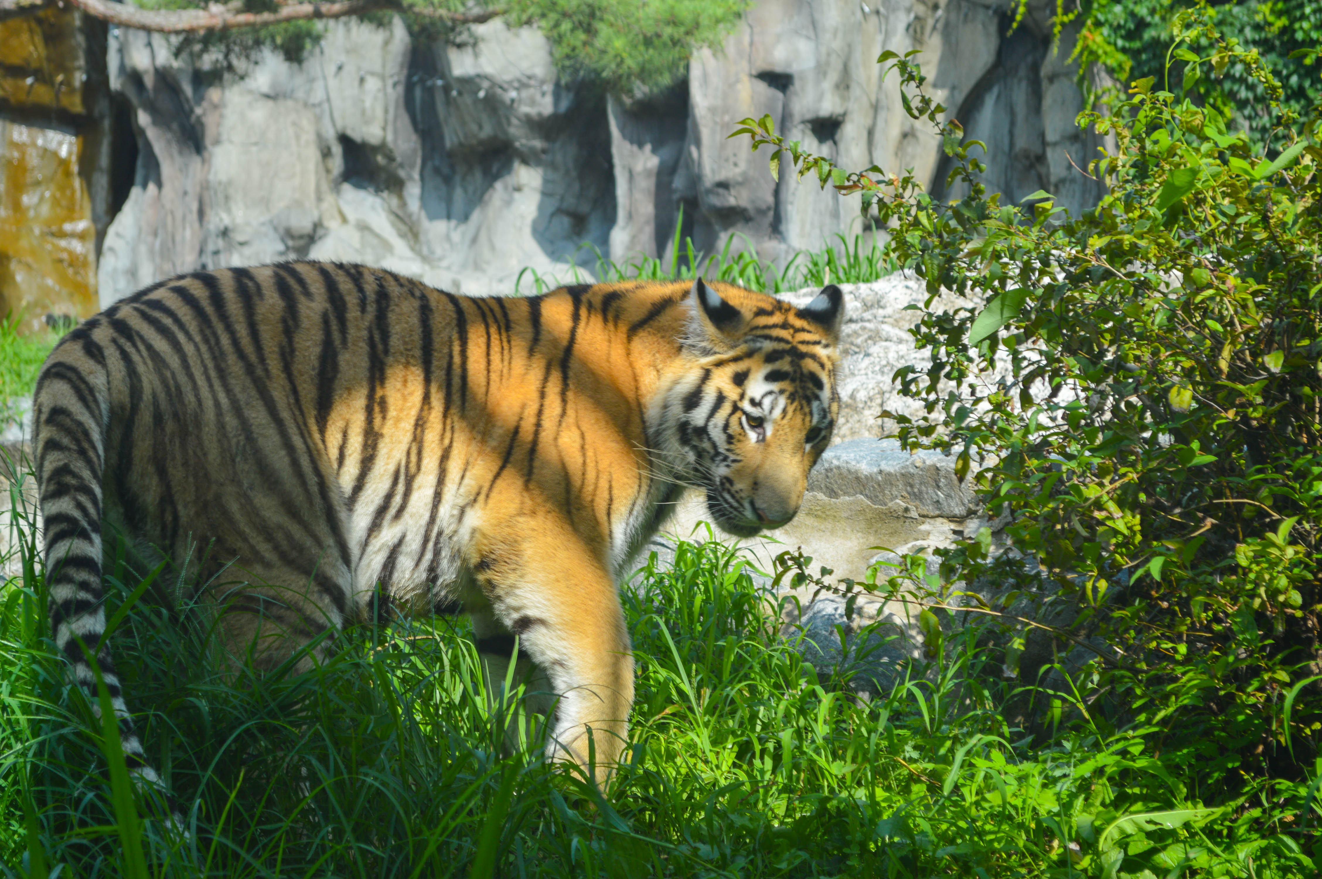 Seoul Grand Park Zoo + Sky Lift Combo Ticket