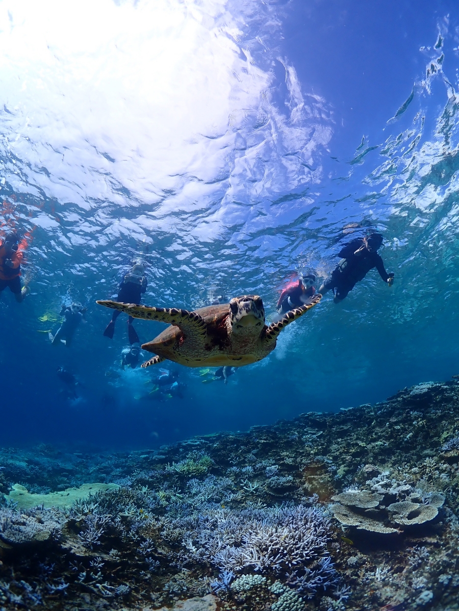이시가키 환상의 하마지마 섬 상륙 & 산호초 보트 스노클링 투어 (유일 한국어 대응)
