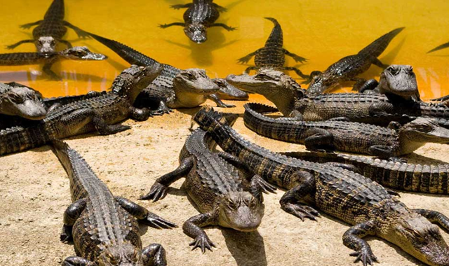 Miami : Big Bus City Tour (24-Hour / 48-Hour / Everglades / Night Tour)