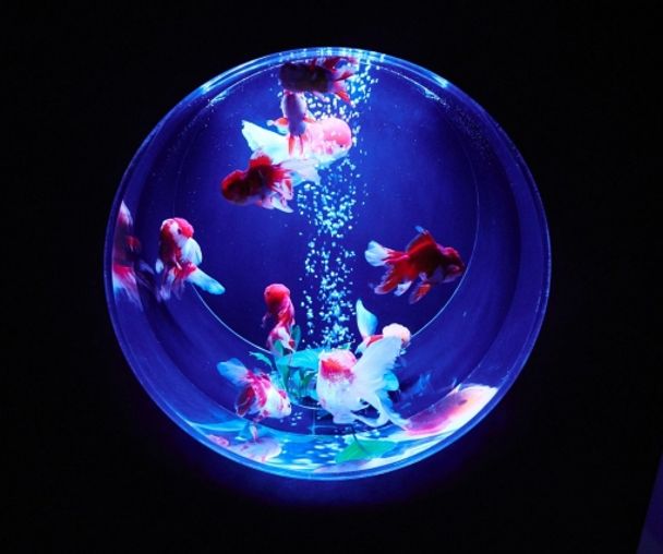 activity_detail_image