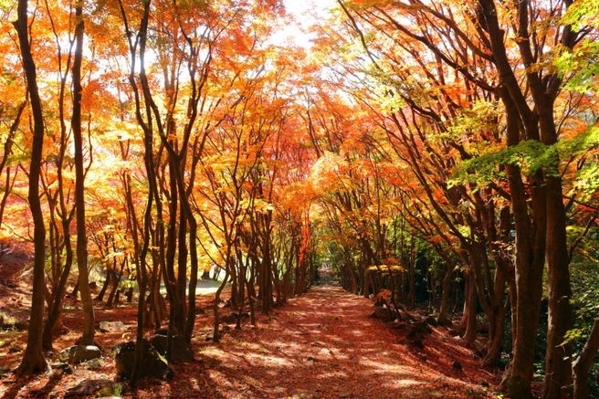 후쿠오카 출발: 기타큐슈 근교 포토스팟 일일 투어 (등나무 정원, 모지코 레트로, 더 아울렛 기타큐슈)