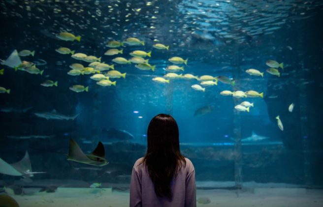 서울 씨라이프 코엑스 아쿠아리움 입장권