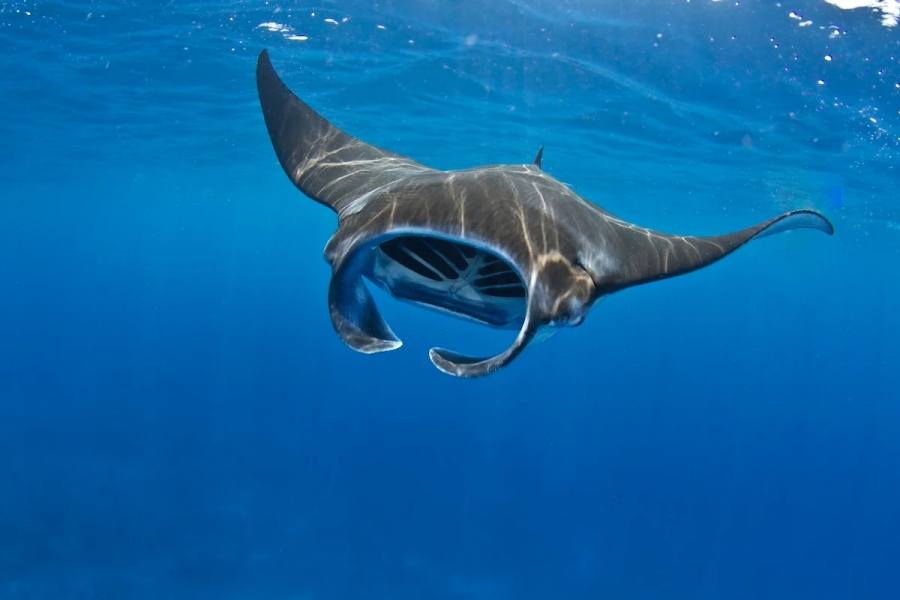 Okinawa Ishigaki Island Manta Ray Snorkeling Tour