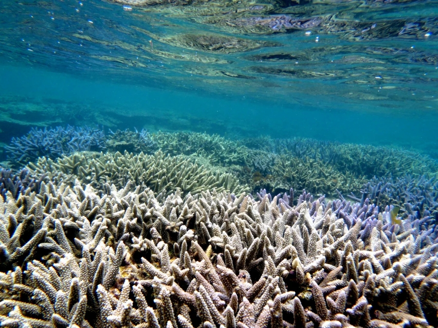 Okinawa Ishigaki Island Manta Ray Snorkeling Tour