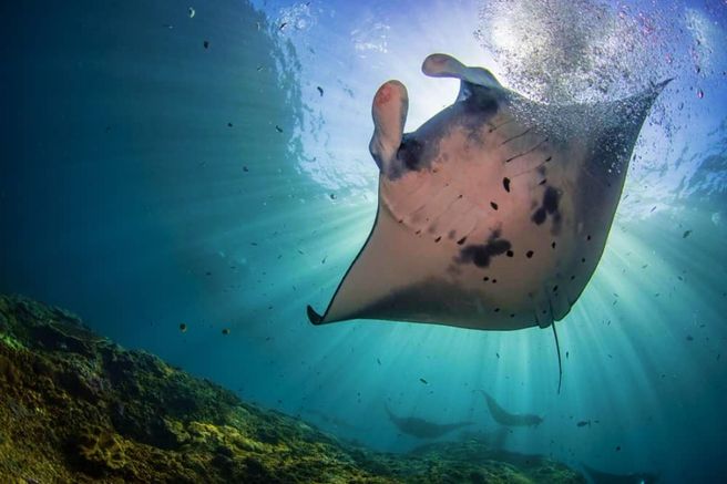 Okinawa Ishigaki Island Manta Ray Snorkeling Tour