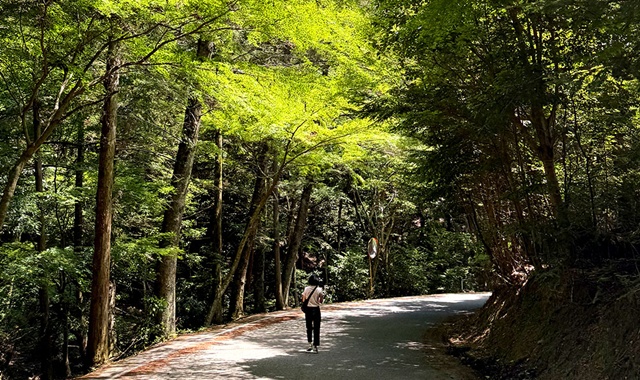 [1박2일] 부산 출발: 대마도 팬스타 쓰시마링크호 크루즈 여행 (이즈시마 뷰 호텔)