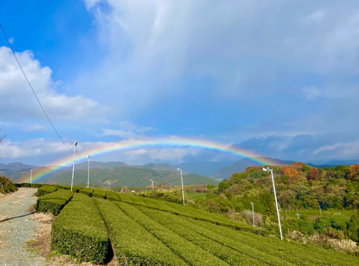 YokaBus A Day in Tea Fields Yame and Yanagawa River Boat