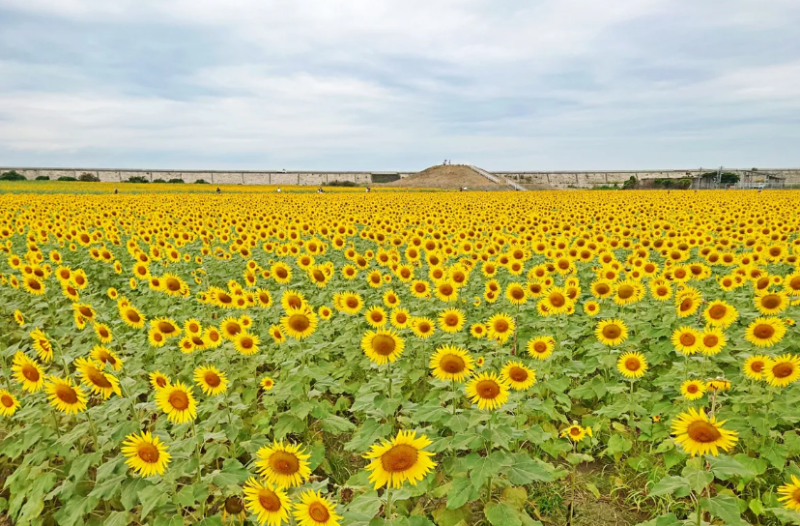 YokaBus A Day in Tea Fields Yame and Yanagawa River Boat