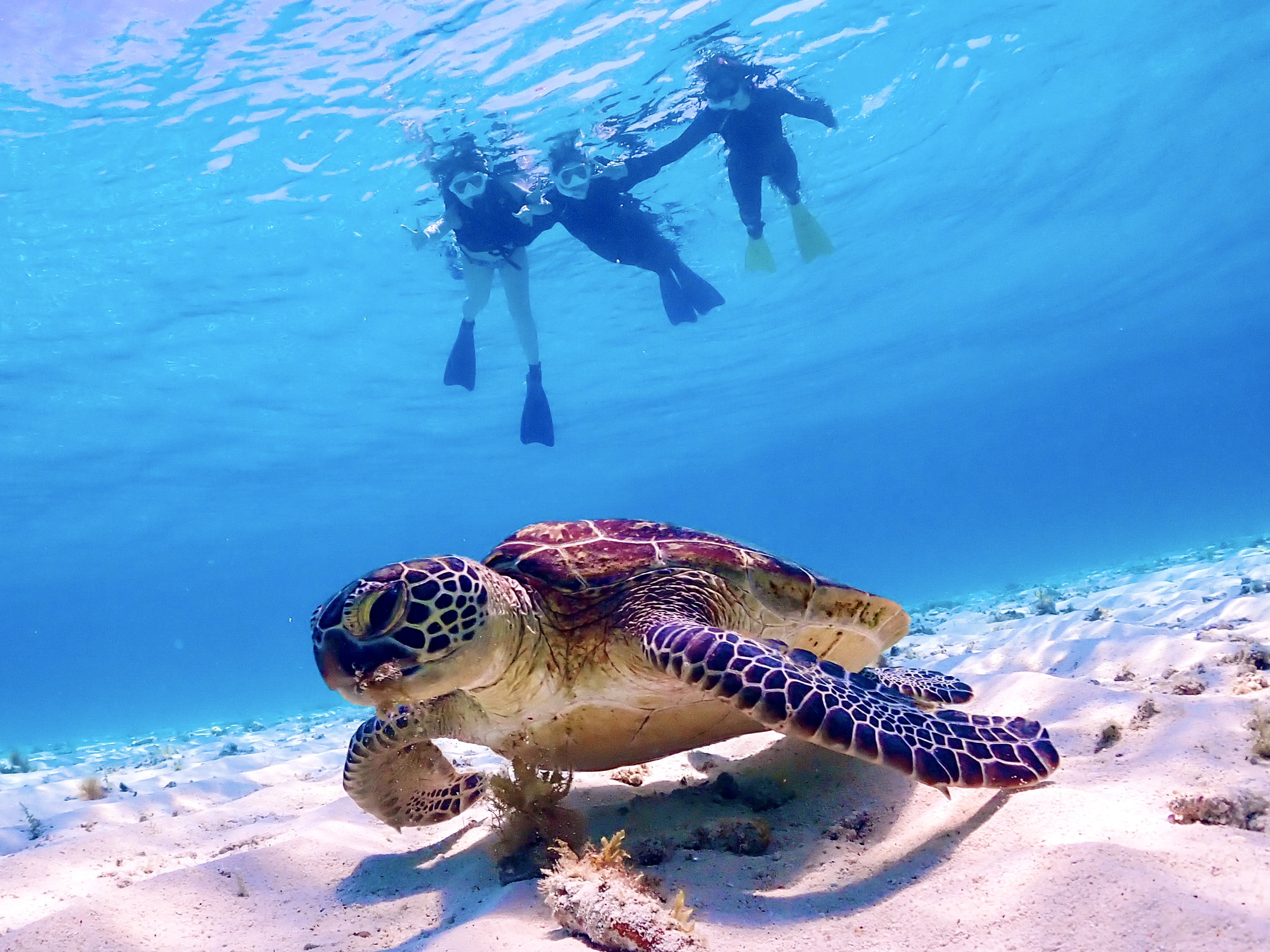 미야코지마 비치 거북이 스노클링 투어