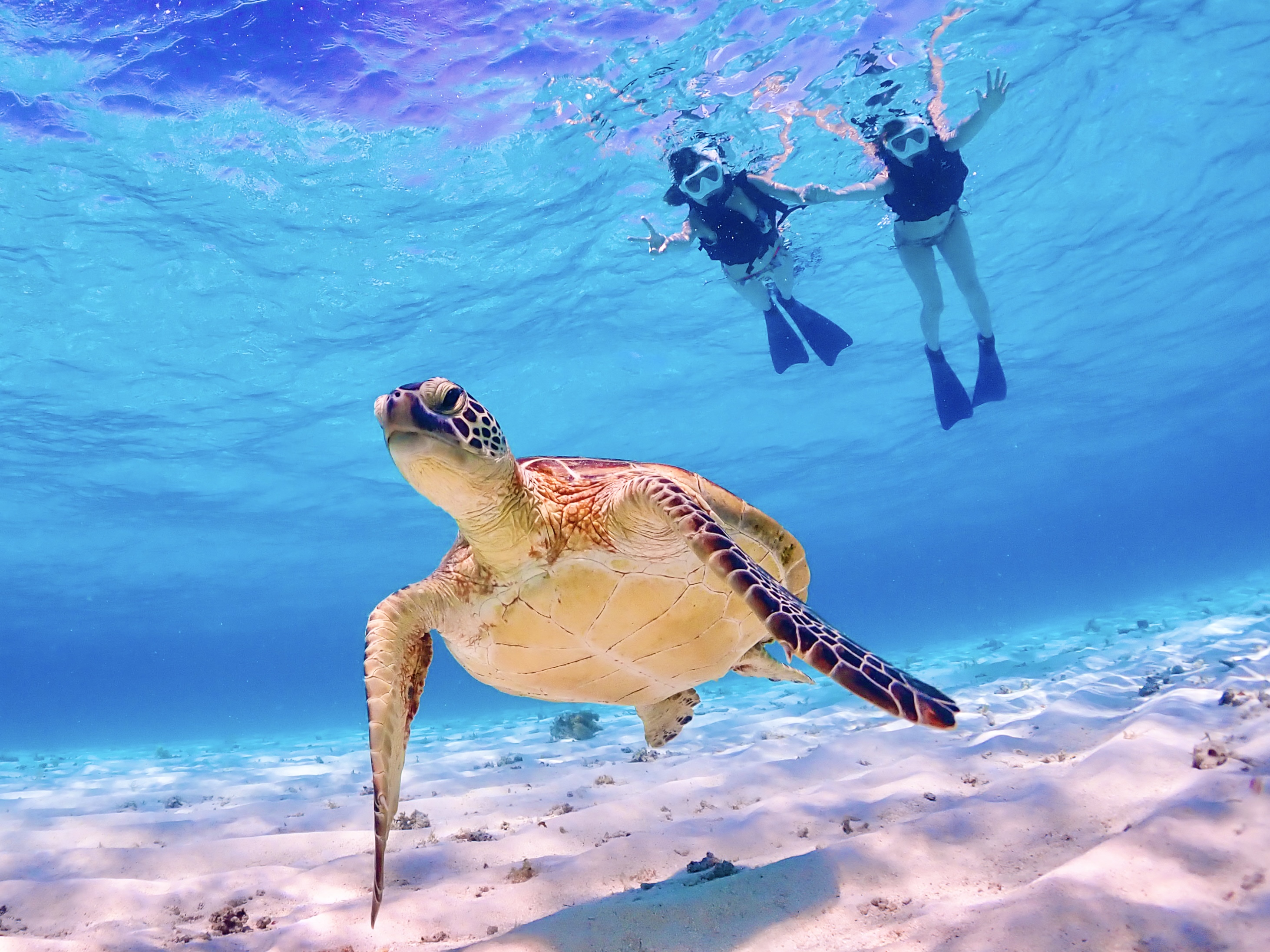 미야코지마 비치 거북이 스노클링 투어