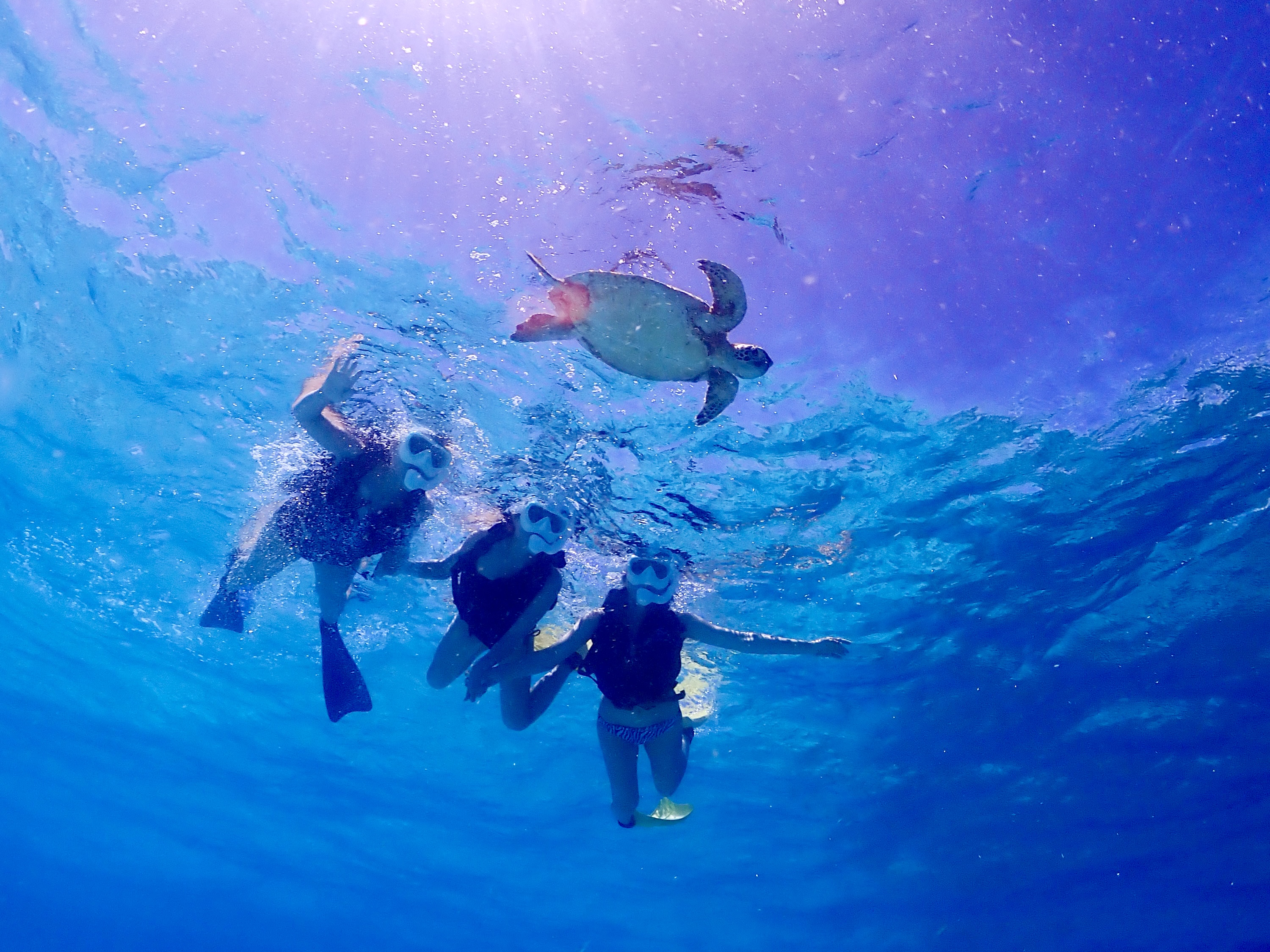 미야코지마 비치 거북이 스노클링 투어