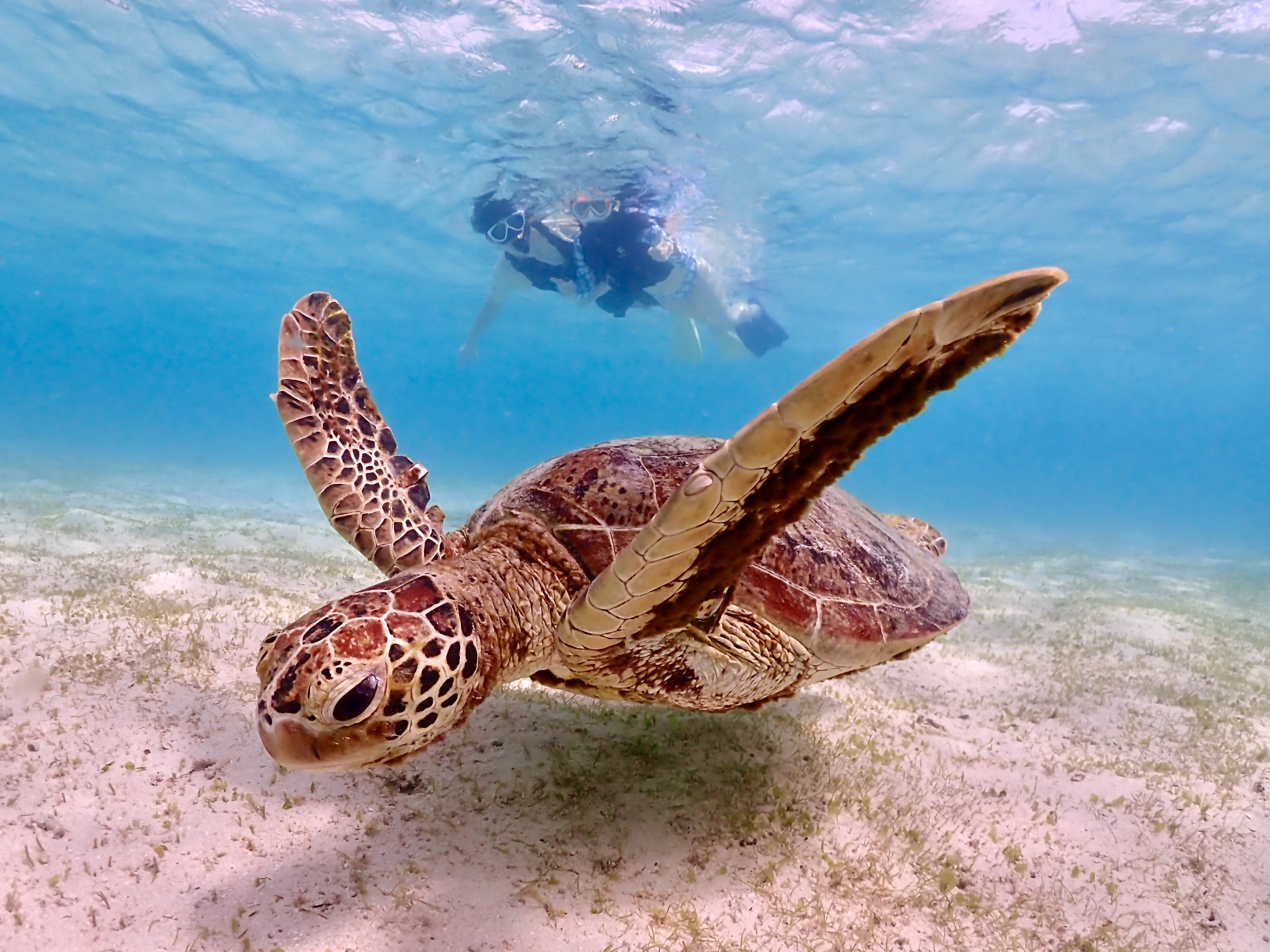 미야코지마 비치 거북이 스노클링 투어