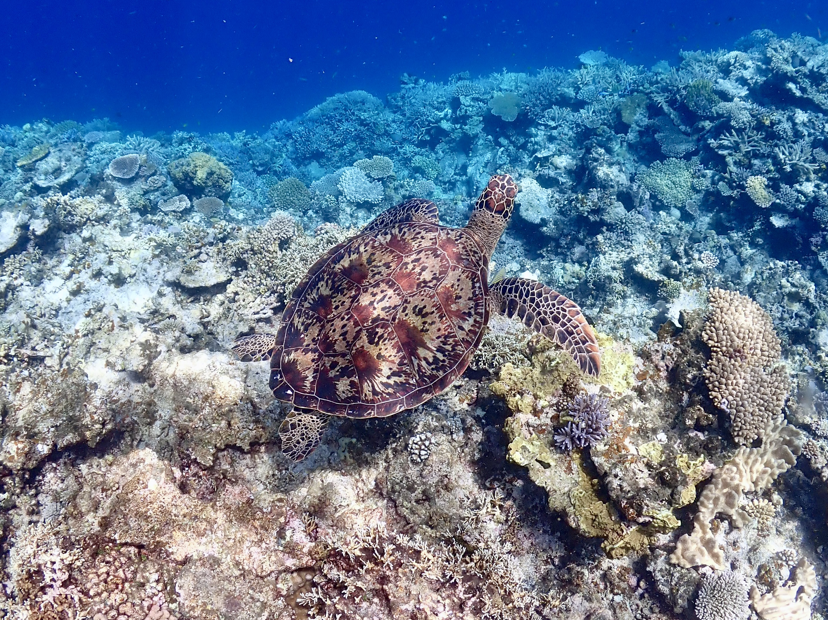 activity_detail_image