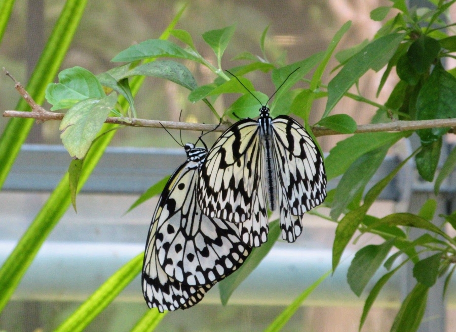 activity_detail_image