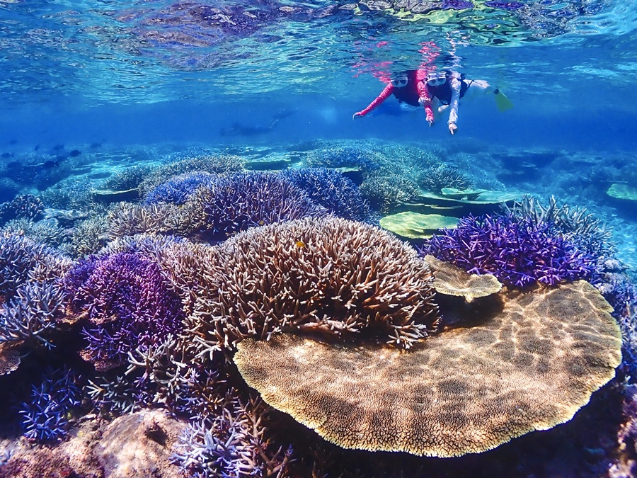 [독점할인] 미야코지마 야비지 스노클링 투어 - 보트 스노클링, 드론 촬영