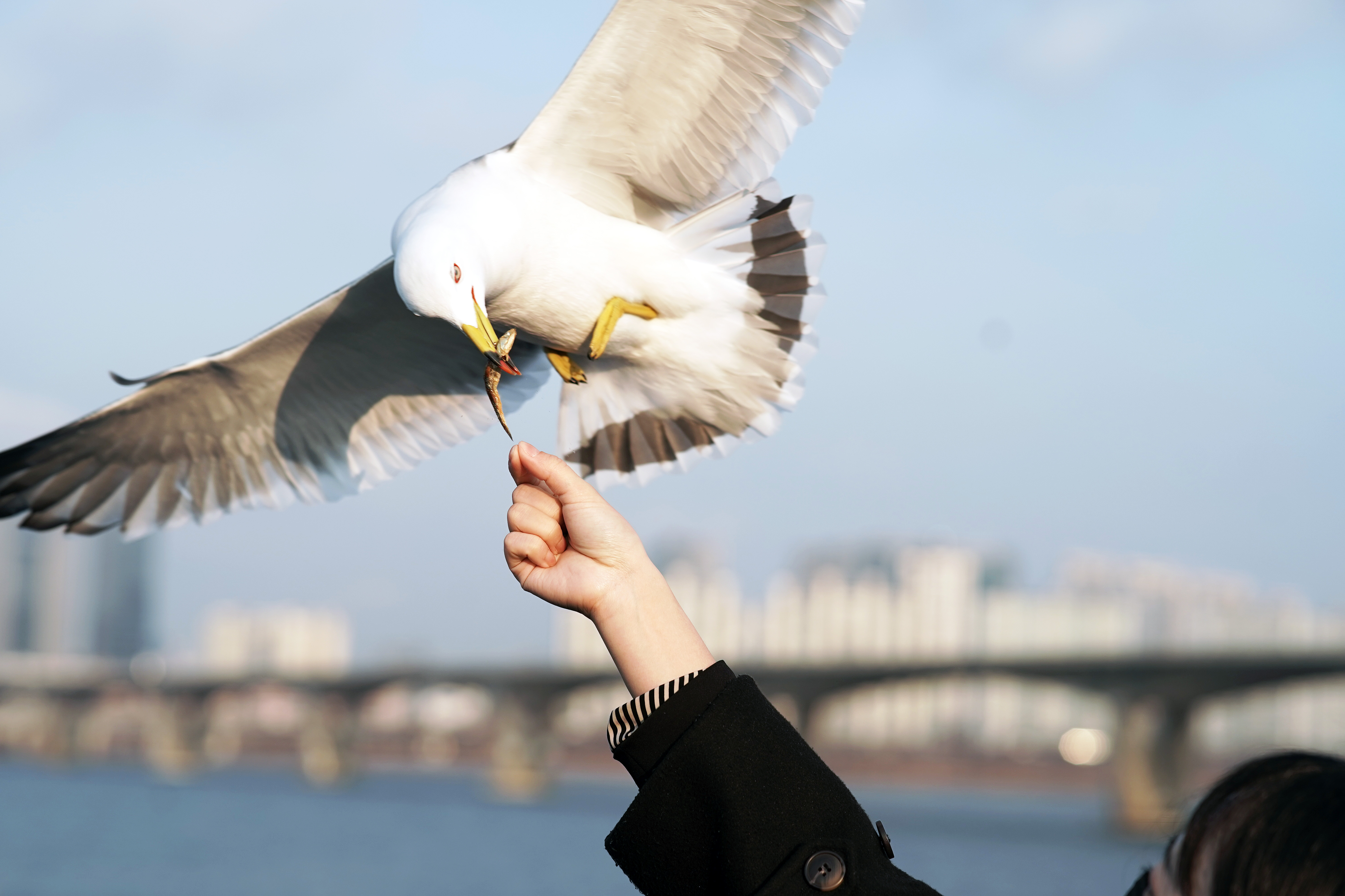 Seoul Yeouido Eland Cruise Ticket