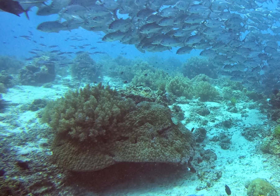 [50% 할인] 보홀 마델린 나팔링 정어리떼 스노클링 투어 (현지인 가이드, 포토존 카페)