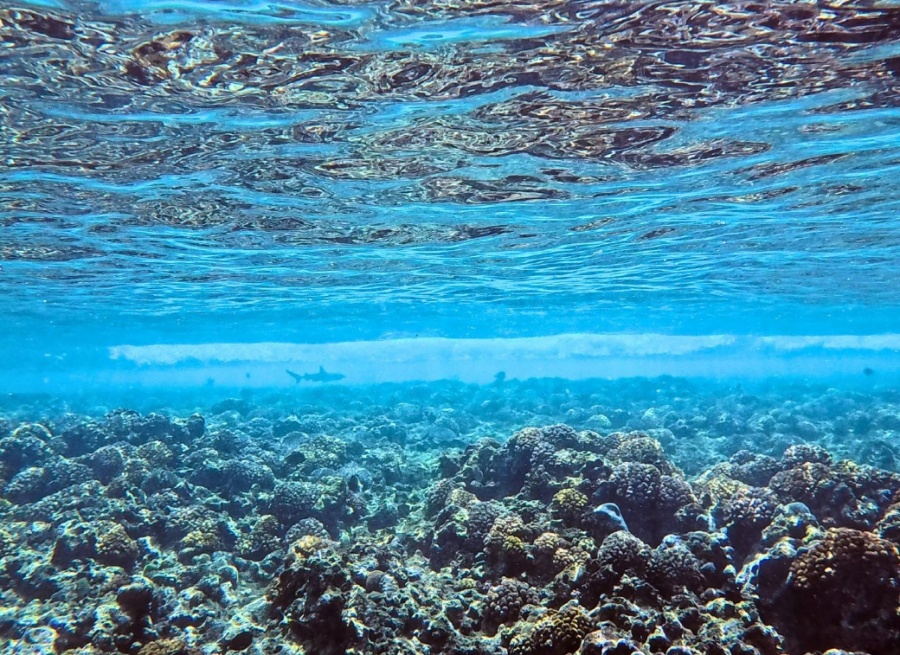 사이판 이스트베이 스노클링 & 프리 다이빙 투어