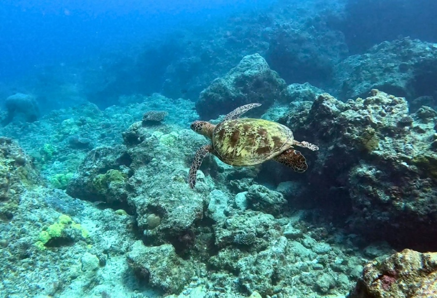 사이판 이스트베이 스노클링 & 프리 다이빙 투어