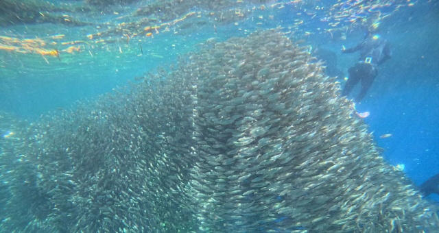 [보홀트래블] 조인 나팔링 투어