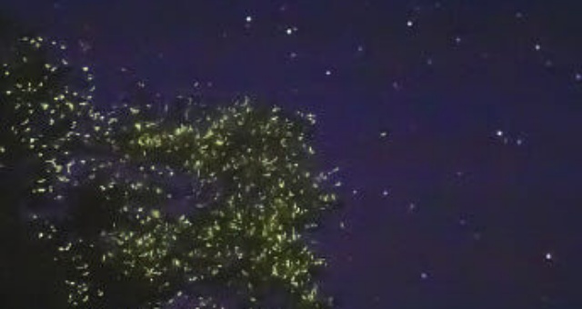 [보홀트래블] 보홀 조인 반딧불 & 노스젠 선셋 투어