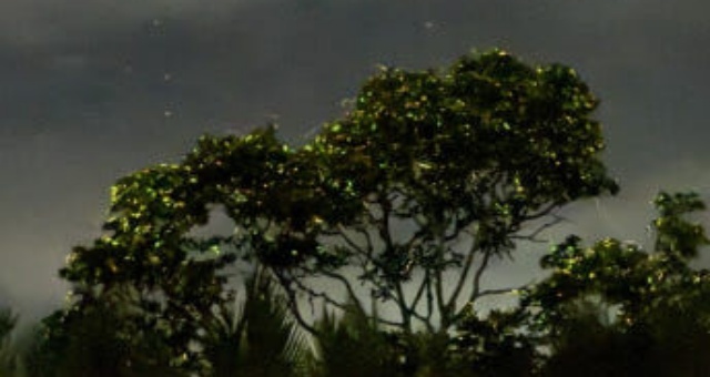 [보홀트래블] 보홀 조인 반딧불 & 노스젠 선셋 투어