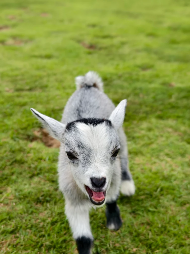 [영화같은 자연경관] 치앙마이 몬쨈 & 알파카 ＆ 플레르 카페 투어