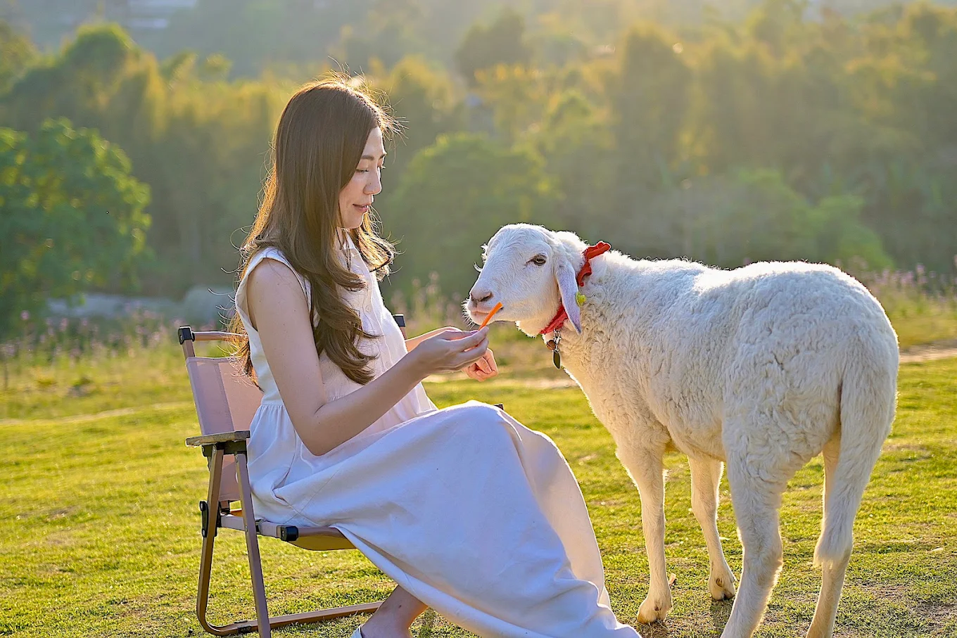 [영화같은 자연경관] 치앙마이 몬쨈 & 알파카 ＆ 플레르 카페 투어