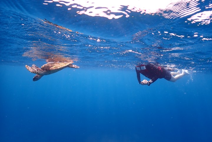 하와이 와이키키 야생 거북이 스노클링 투어 (무스비 제공)