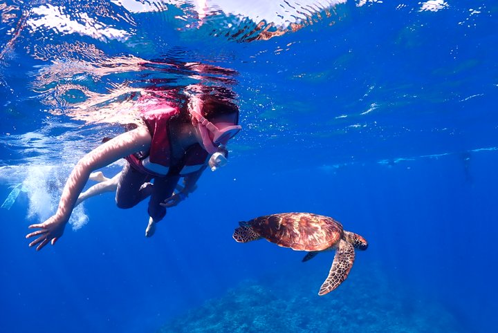 하와이 와이키키 야생 거북이 스노클링 투어 (무스비 제공)