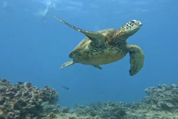 하와이 와이키키 야생 거북이 스노클링 투어 (무스비 제공)