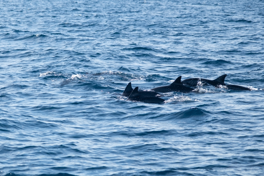 보홀 파밀라칸 야생 거북이 & 돌고래 와칭 투어 (WAUG Exclusive)