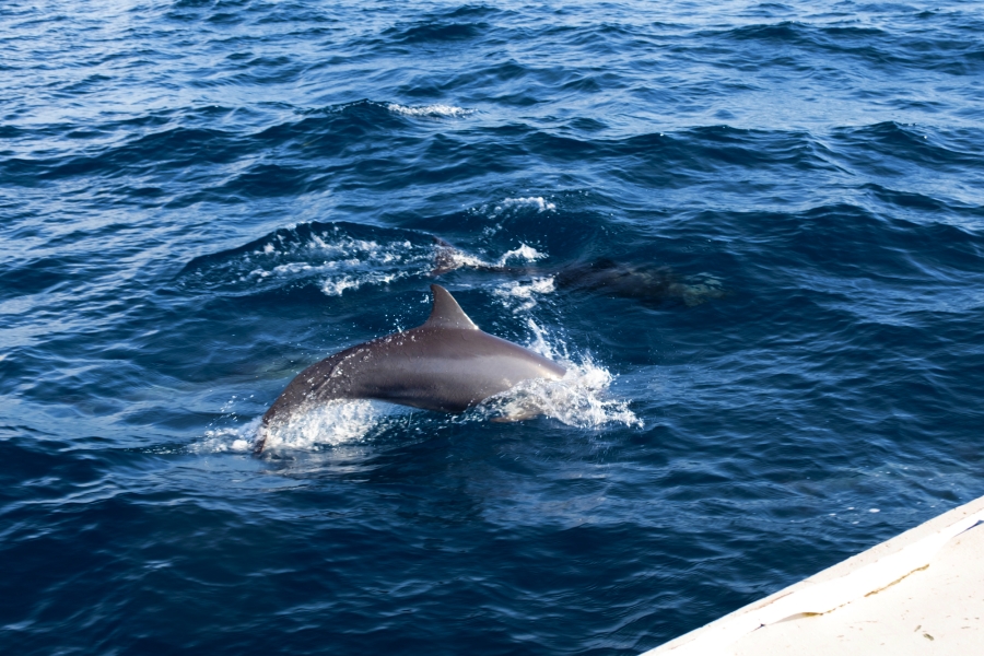 goods_title_image_Bohol Pamilacan Wild Turtle & Dolphin Watching Tour