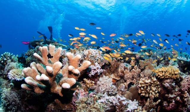 보라카이 체험 스쿠버 다이빙 (초급자 강습)