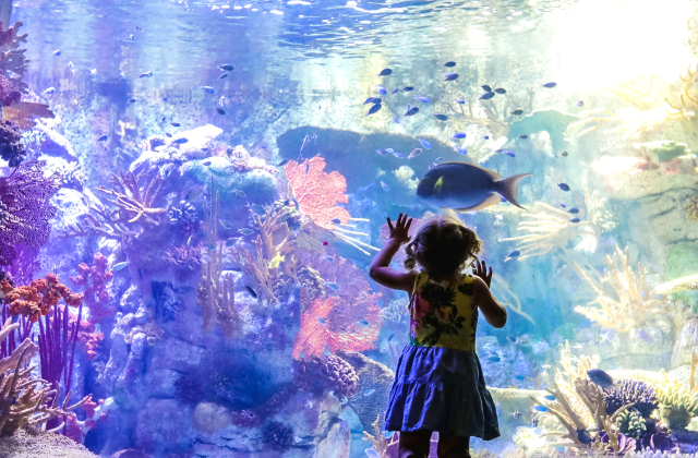 サンディエゴ・ゴー シティ エッセンシャル パス