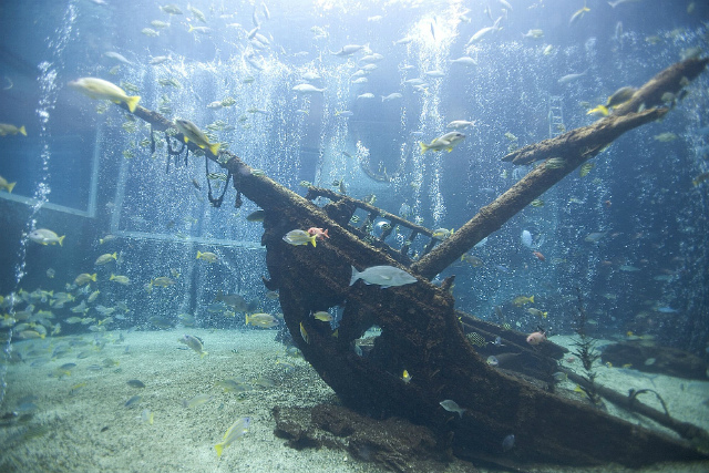 箱根園水族館 入場チケット