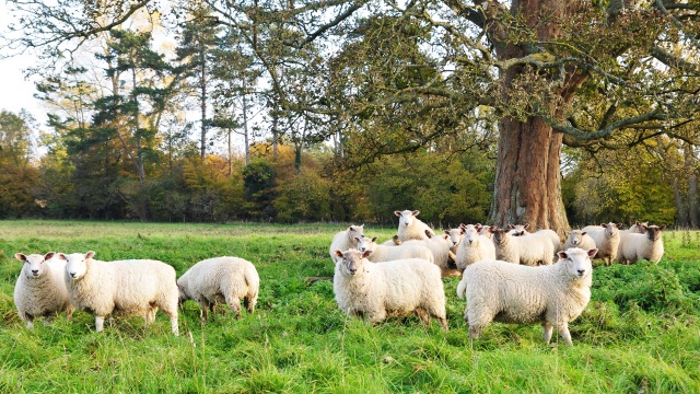 나트랑 판랑 사막 지프 원데이 단독 투어
