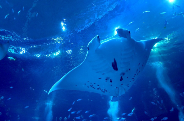 싱가포르 오셔너리움 아쿠아리움 입장권