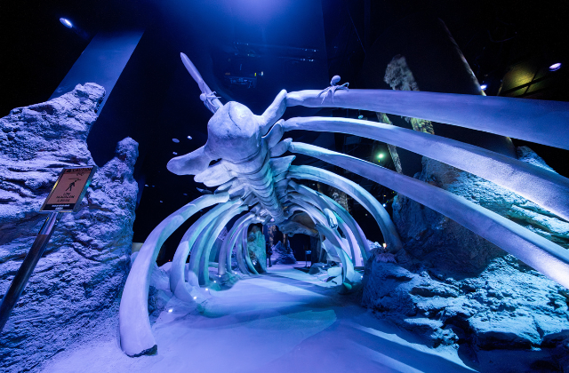 activity_detail_image