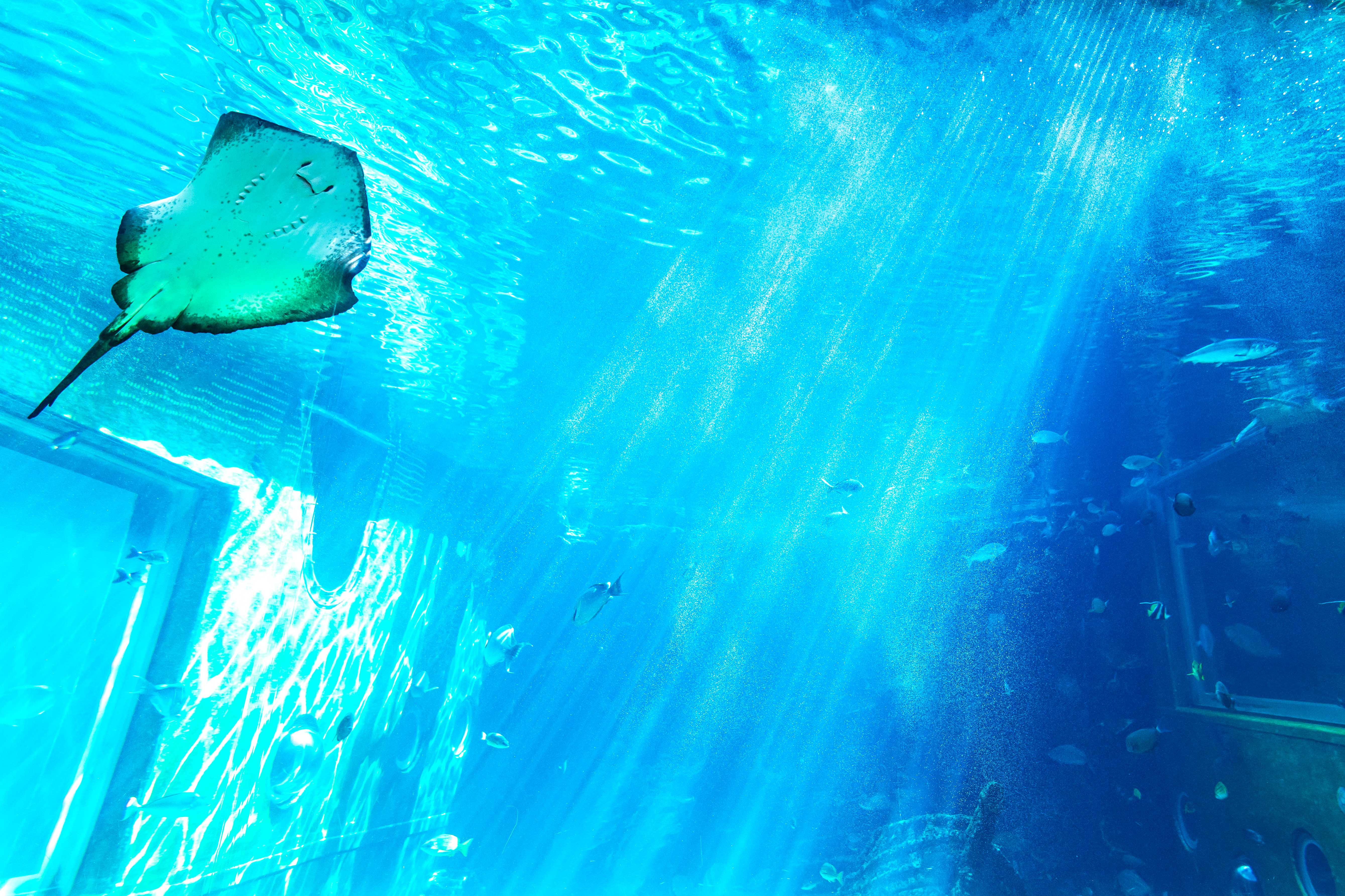 箱根園水族館 入場チケット