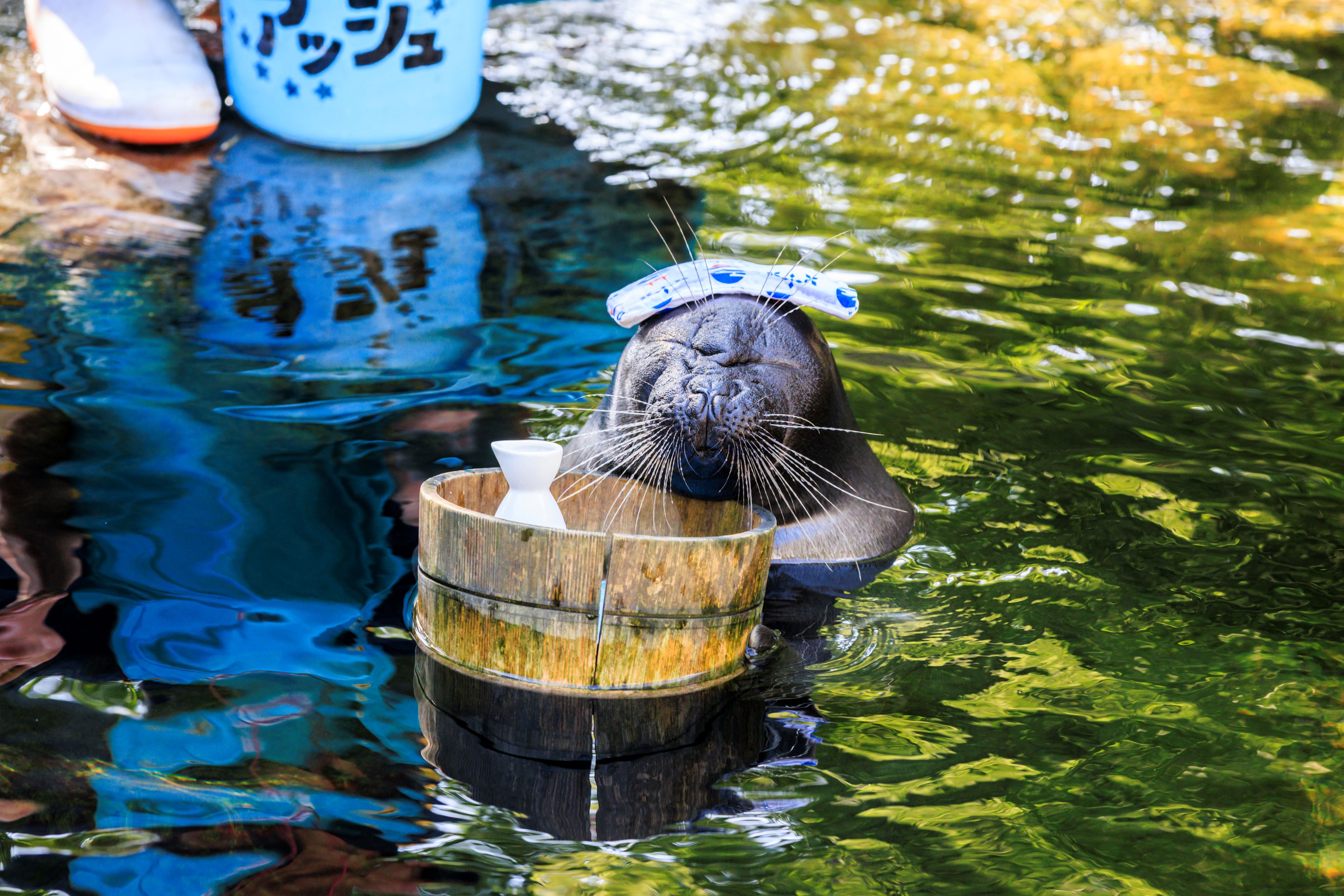 箱根園水族館 入場チケット