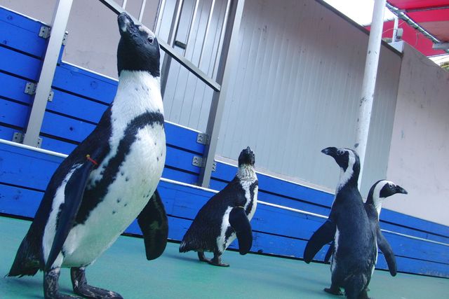 伊勢シーパラダイス 水族館 入場チケット