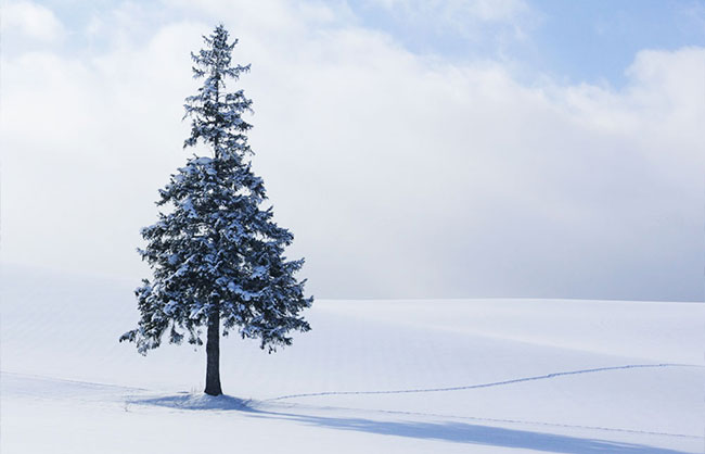[흰그림자투어] 홋카이도 비에이 소규모 눈체험 투어