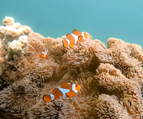 activity_detail_image