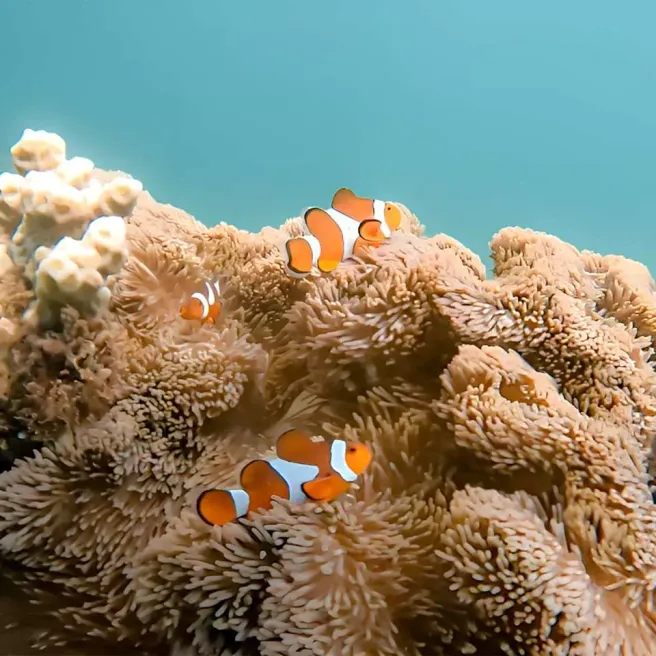 Kota Kinabalu: Mamutik & Manukan VIP Island Hopping Tour(WAUG Exclusive)
