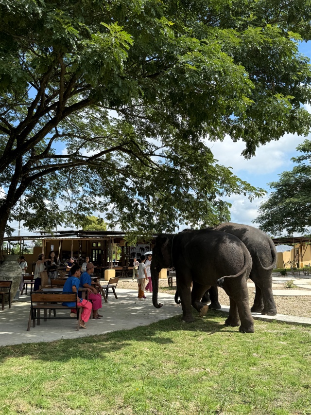 치앙마이 코끼리 카페 체험 - 2025년 오픈