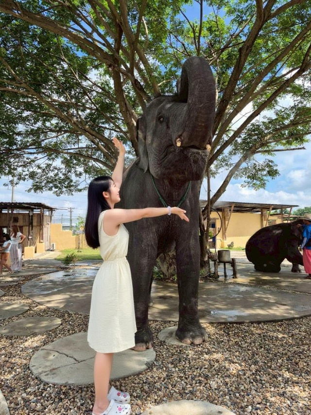 치앙마이 코끼리 카페 체험 - 2025년 오픈