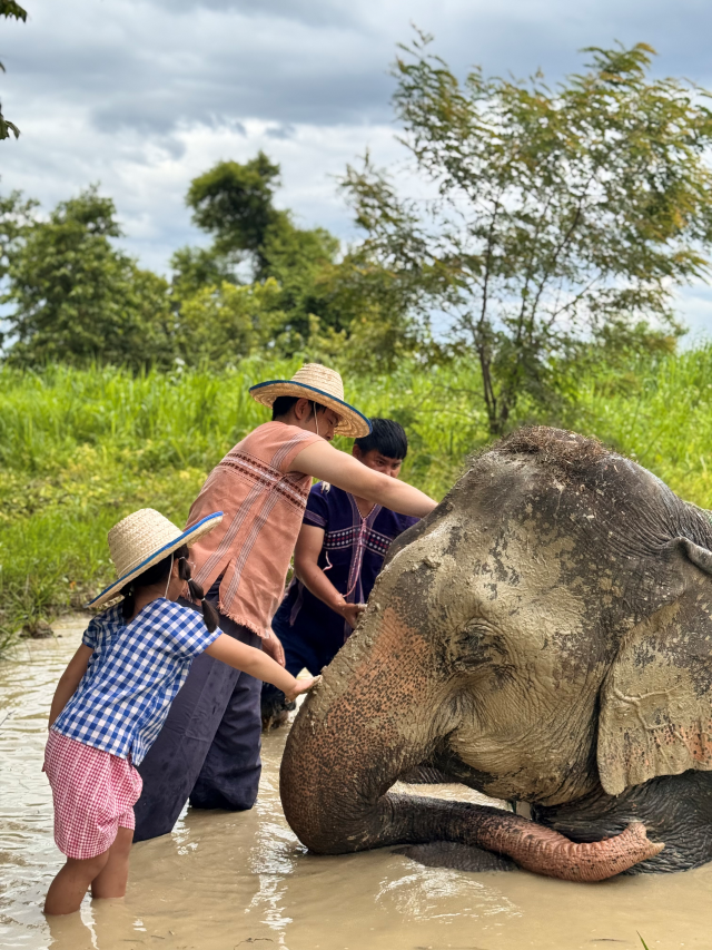 치앙마이 코끼리 카페 체험 - 2025년 오픈