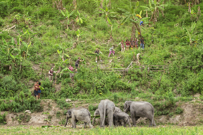 Pattaya Elephant Jungle Sanctuary Tour